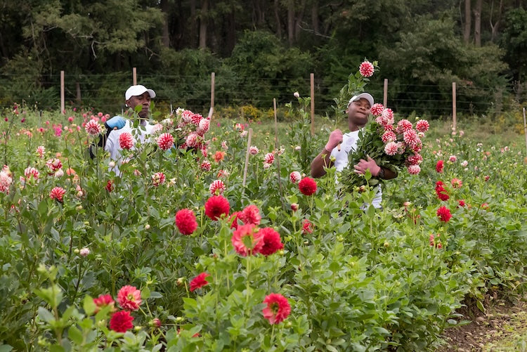 Why Cutting Dahlias Produces More Flowers