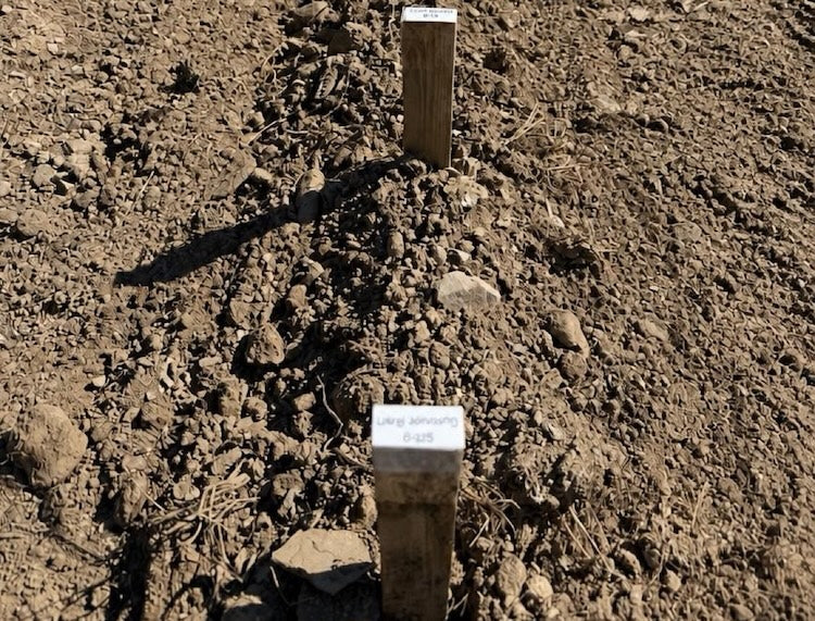 What Your Dahlia Tuber Is Doing Before It Emerges