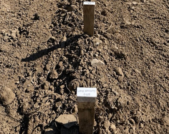 What Your Dahlia Tuber Is Doing Before It Emerges