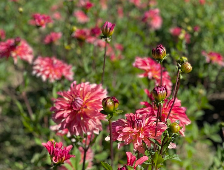 Late Blooms: A Season of Reluctant Dahlias