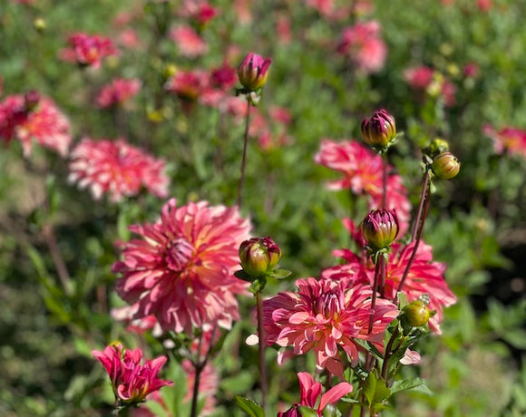 Late Blooms: A Season of Reluctant Dahlias