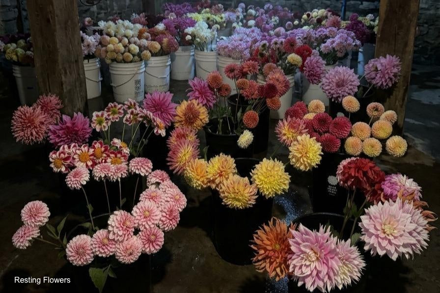 Flowers resting in buckets before arranging