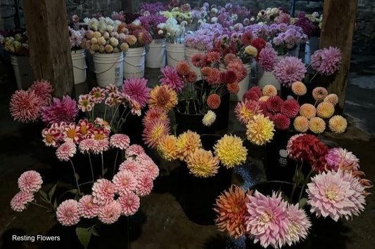 Flowers resting in buckets before arranging