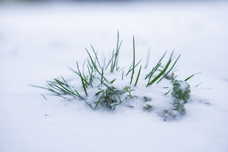 Is a Snowy Winter Good for Your Garden?