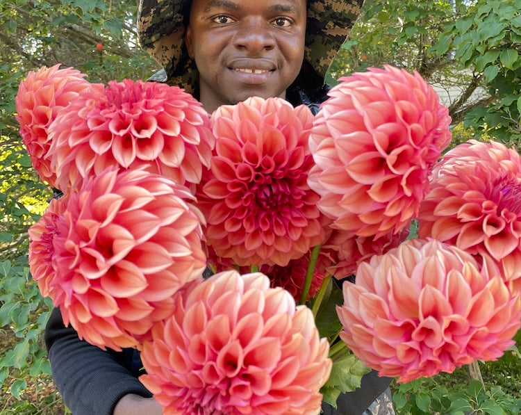 Best Dahlias for Hot Climates