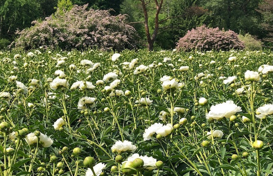 After Peonies Fade, the Real Work Begins