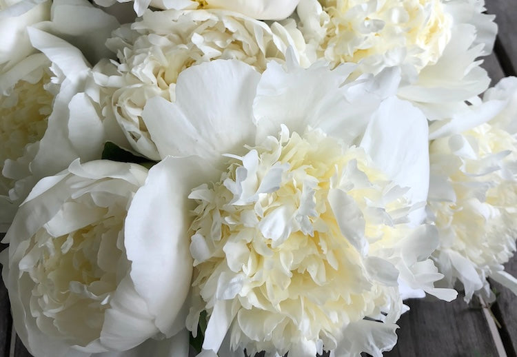 Peony Secrets: Unveiling Lesser-Known Gardening Tips