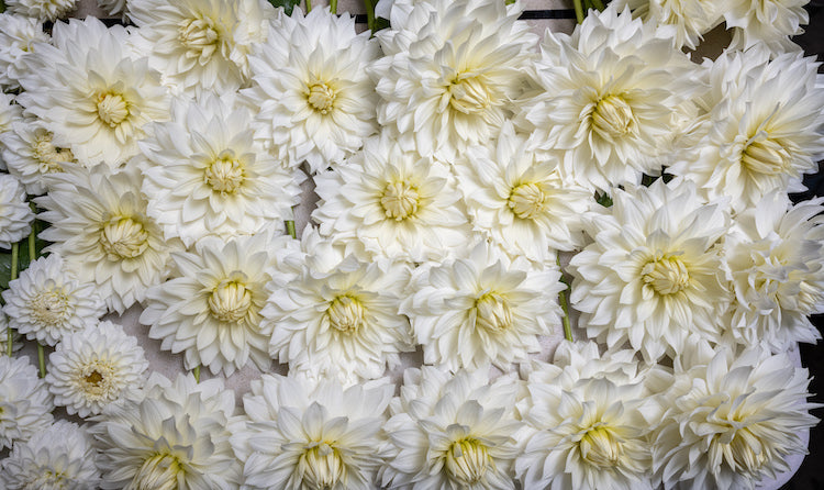 Cutting and Caring for Your Dahlia Flowers