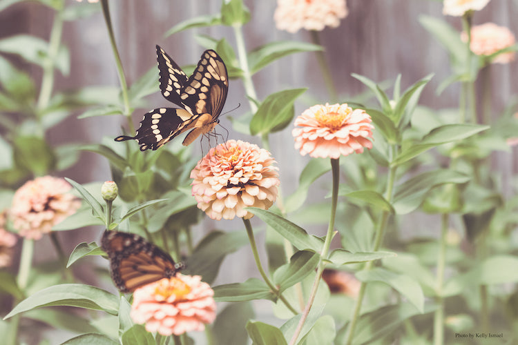 Dreaming of Flowers, Birds & Bees: 5 Reasons Pollinator Gardens Matter