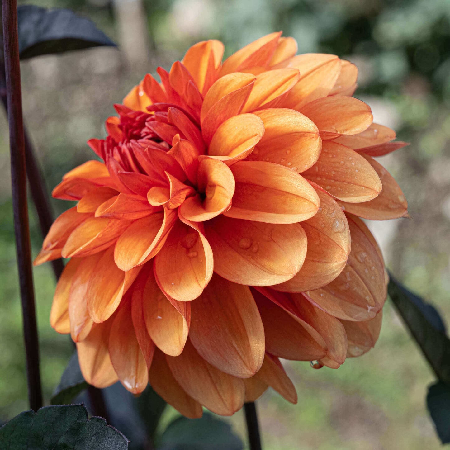 David Howard Dahlia