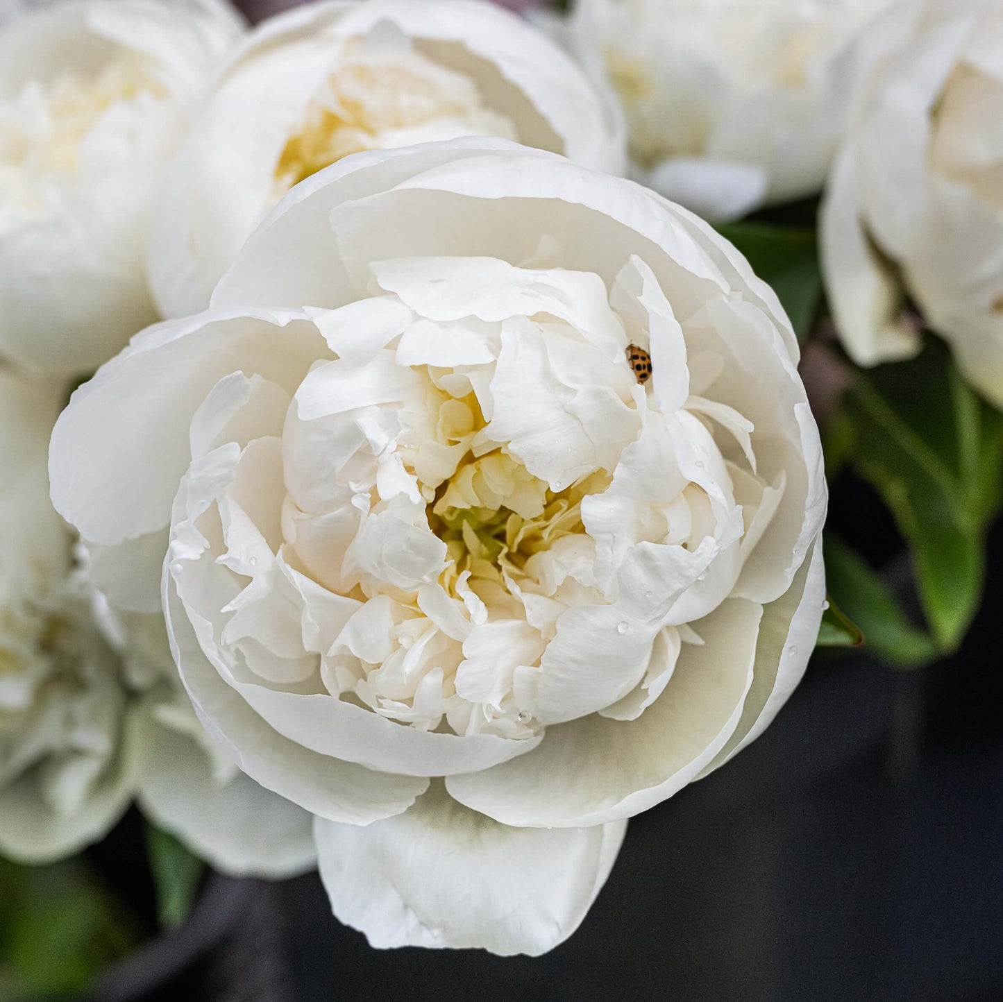 Peony Workshops