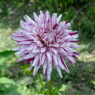 Hy Trio Dahlia