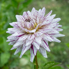 Hy Trio Dahlia