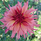 Belle of Barmera Dahlia