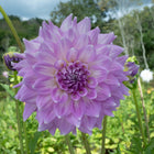 Almand Joy Dahlia