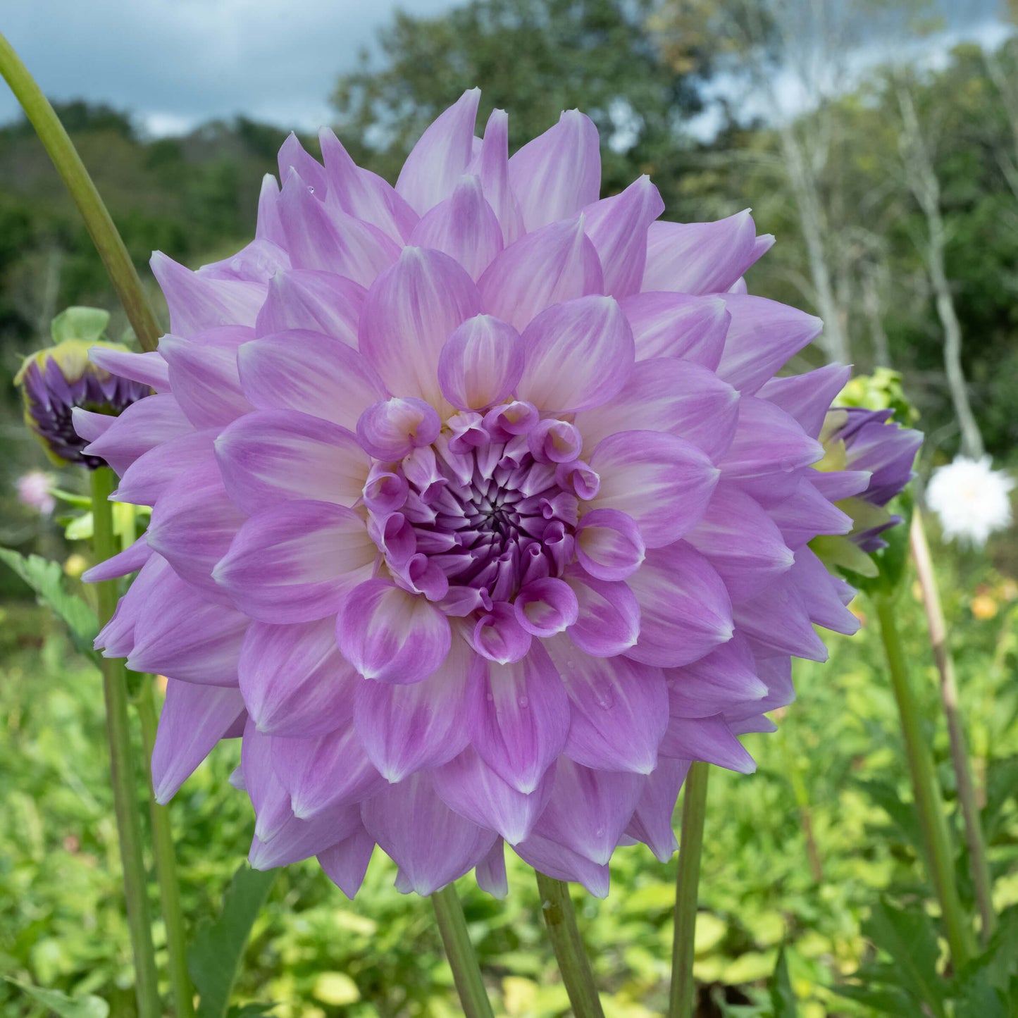 Almand Joy Dahlia