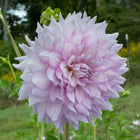 Almand Joy Dahlia