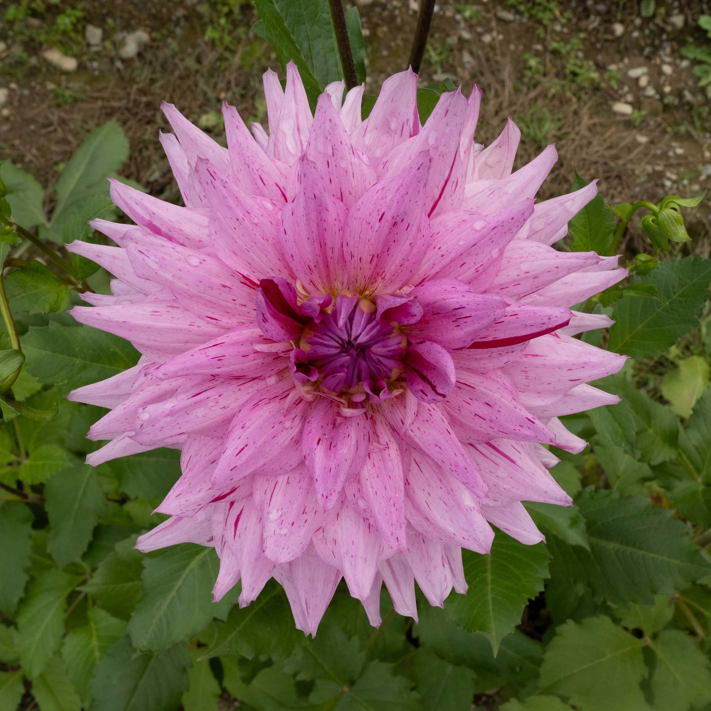 American Dream Dahlia Bear Creek Farm