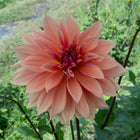 Babylon Bronze Dahlia