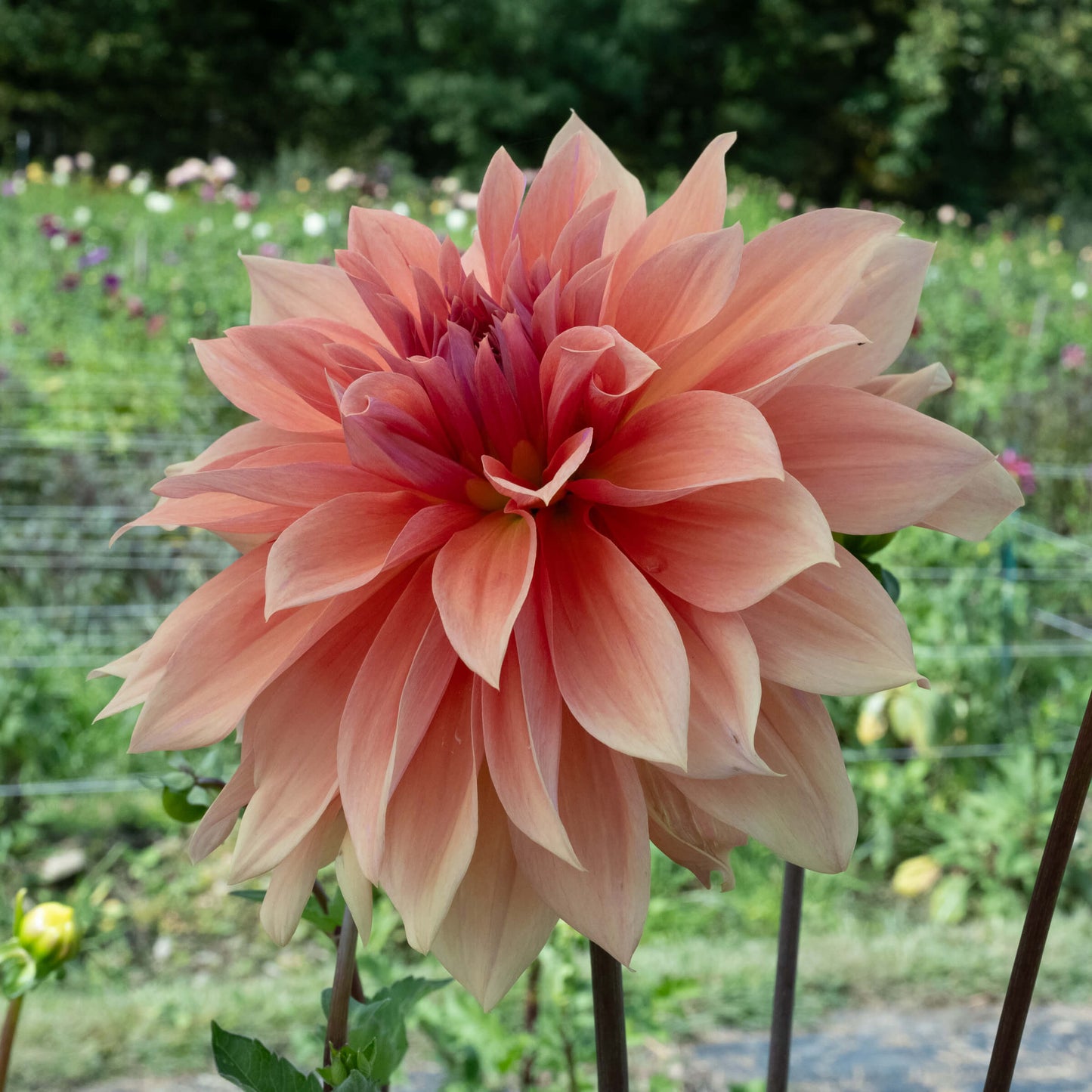 Babylon Bronze Dahlia