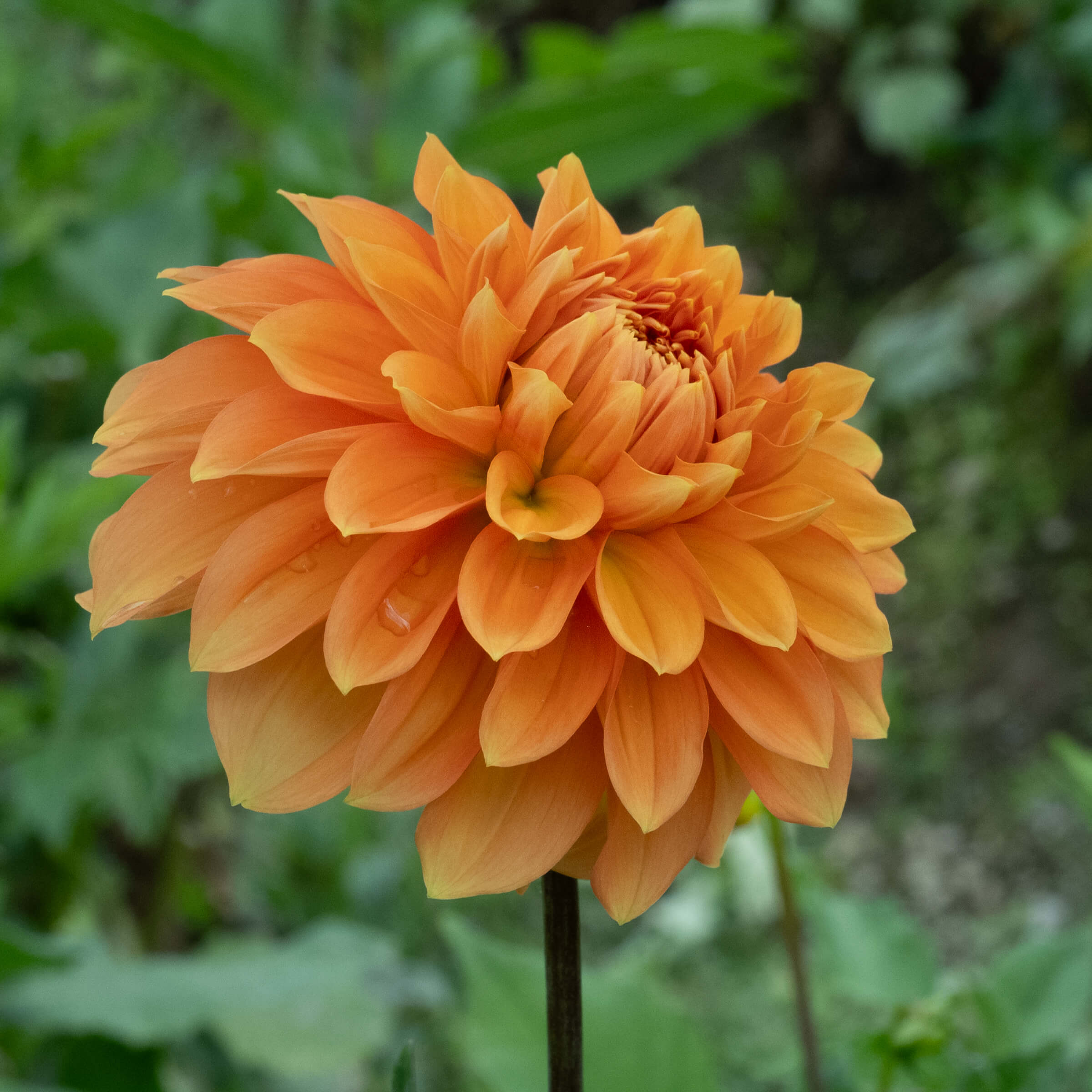 ピアス C82 Dandelion orange BizonBronze_MFox0548_c37d9ffe-