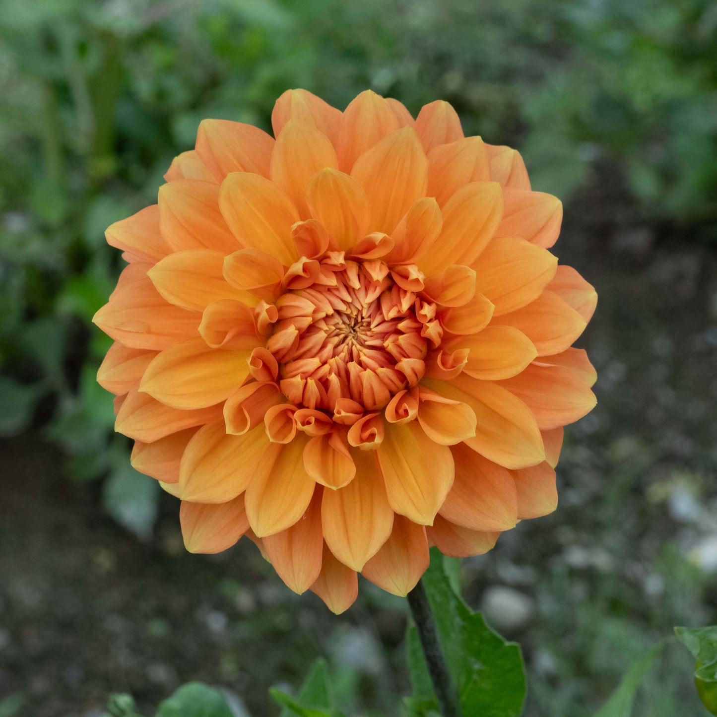 Bizon Bronze Dahlia