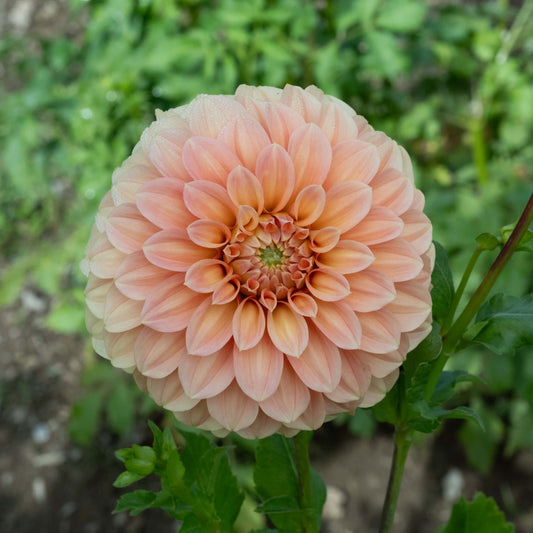 Bracken Palomino Dahlia