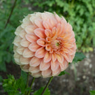 Bracken Palomino Dahlia