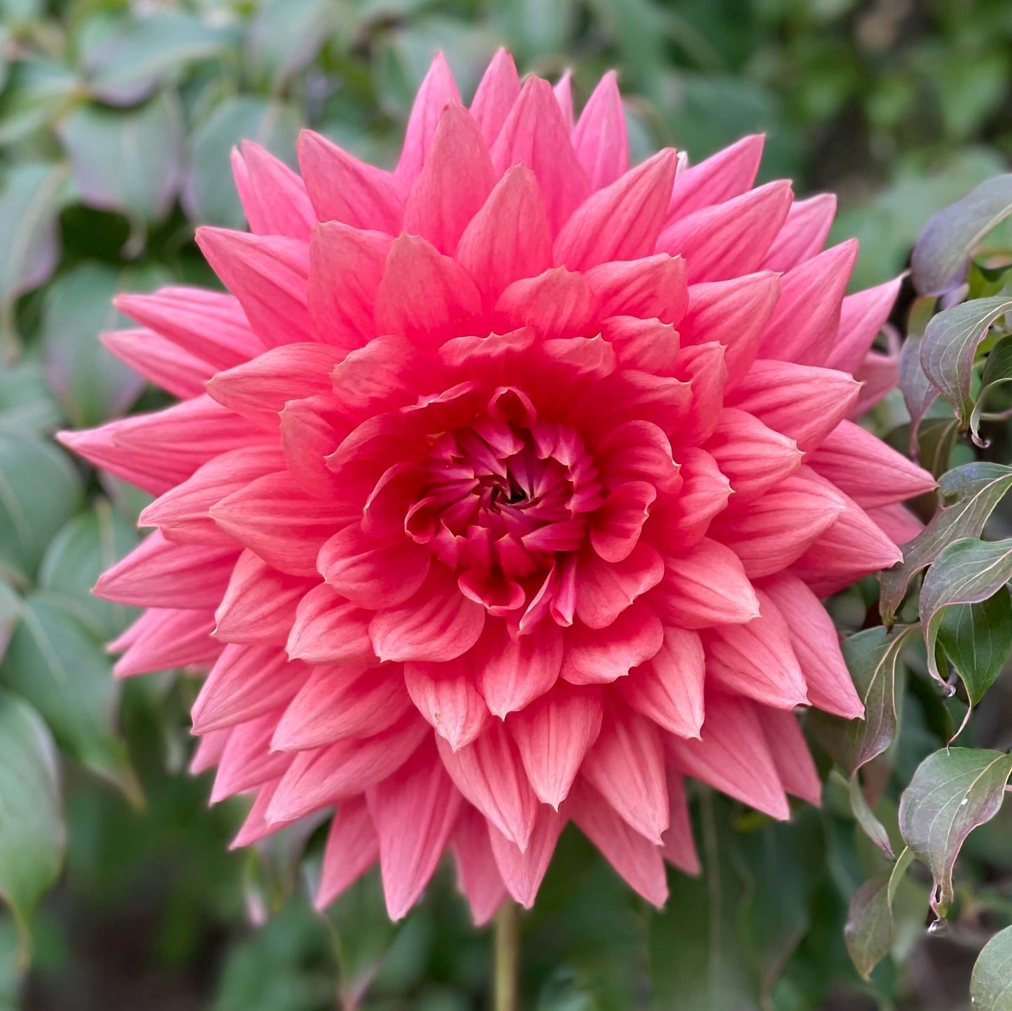 Chi EF 25 Dahlia