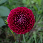 Copper Boy Dahlia