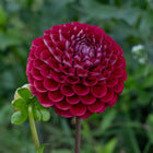 Copper Boy Dahlia