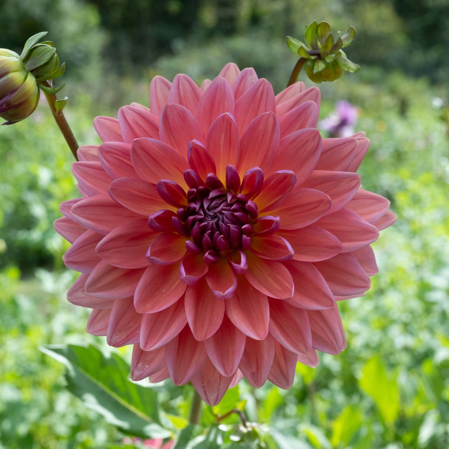 Dutch Pearl Dahlia