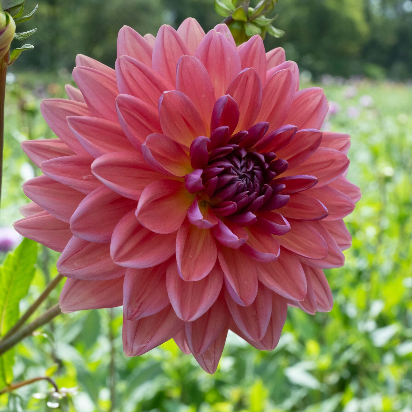 Dutch Pearl Dahlia