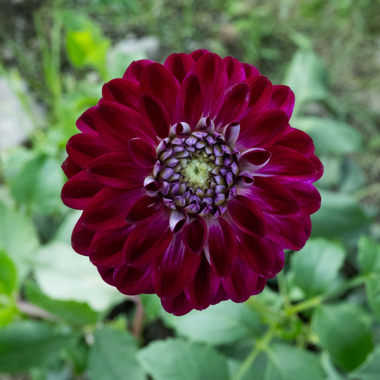 Embassy Dahlia