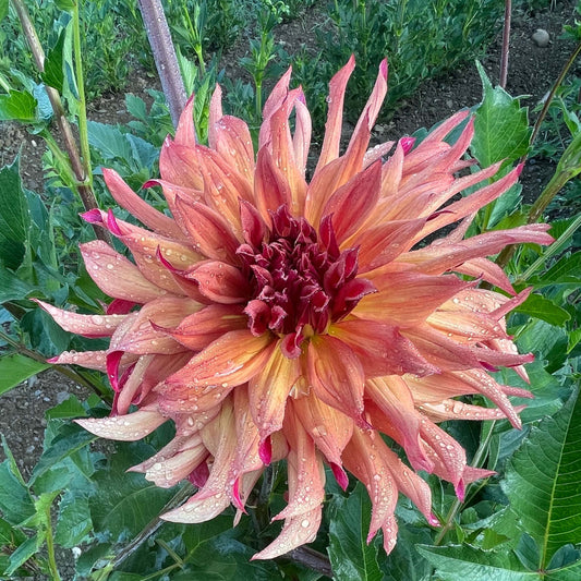 Erpeler Ley Dahlia