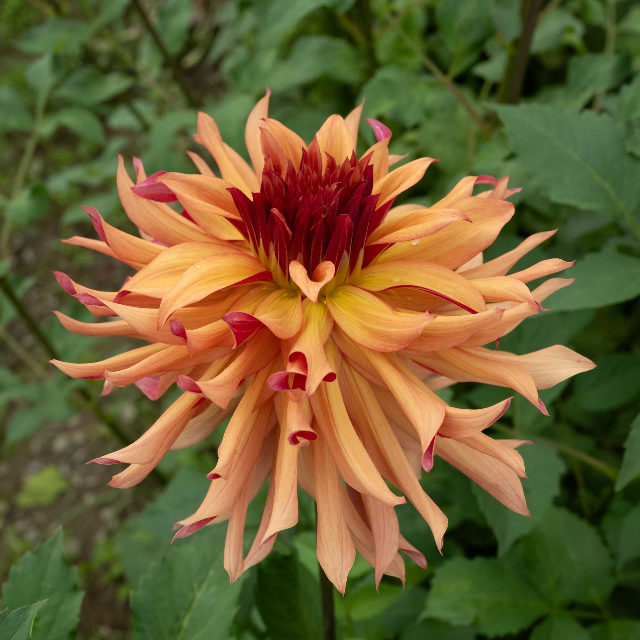 Erpeler Ley Dahlia – Bear Creek Farm