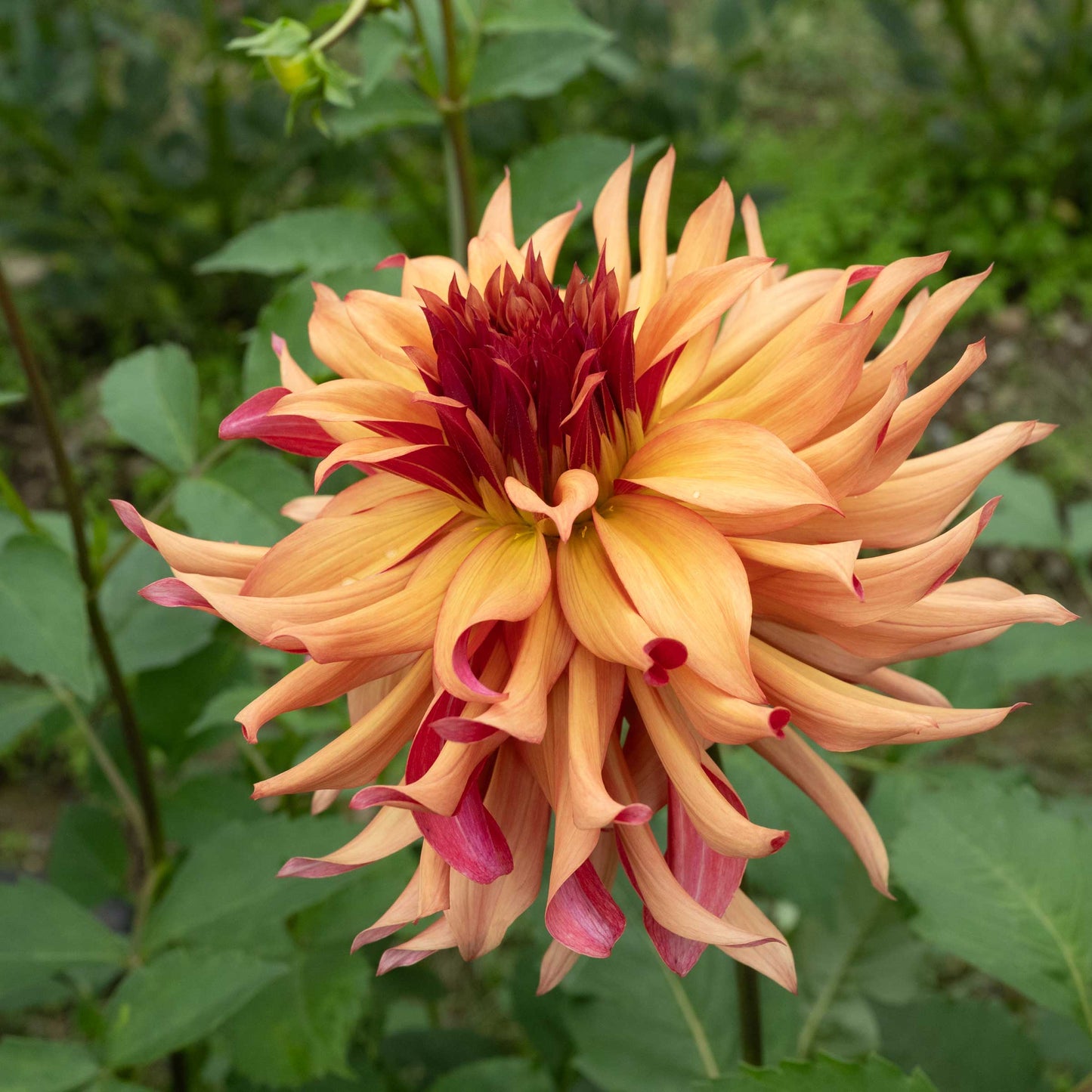 Erpeler Ley Dahlia Bear Creek Farm Erpeler Ley Dahlia Bear Creek Farm