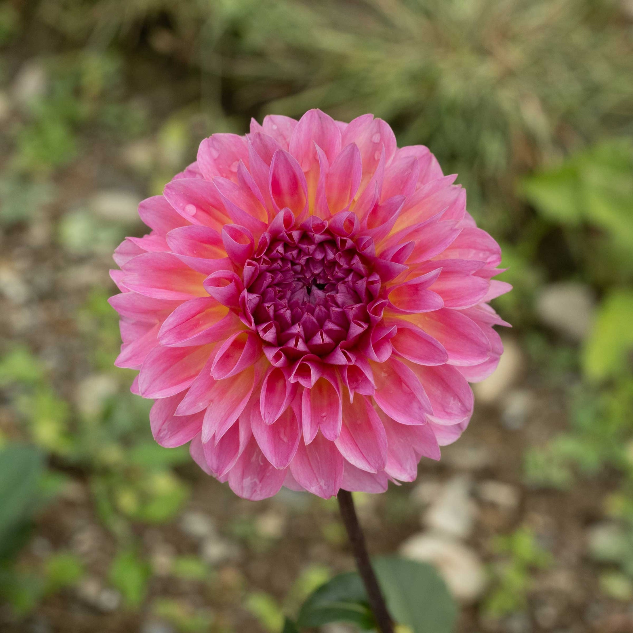 Buy Esli Dahlia Tuber Bulb Bear Creek Farm buy-esli-dahlia-tuber-bulb-bear-creek-farm
