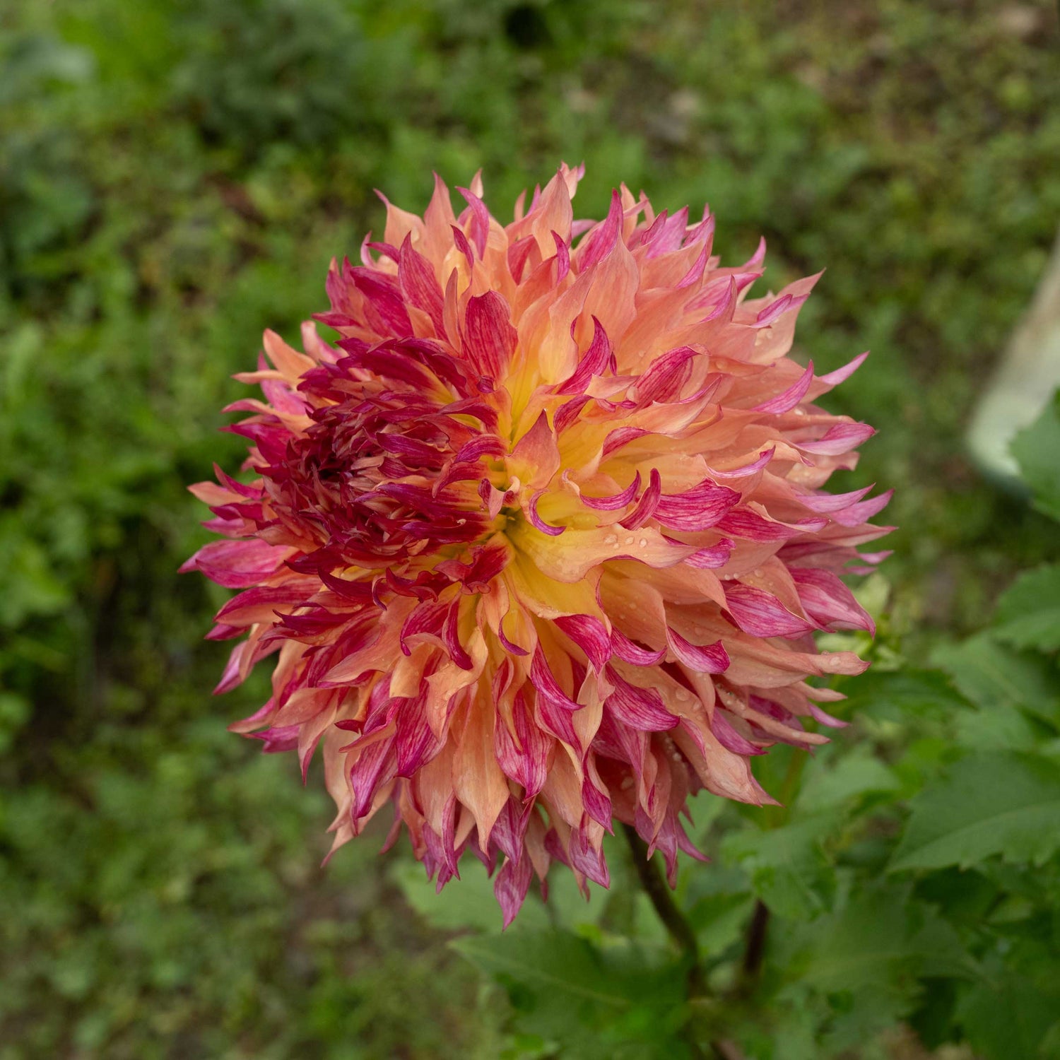 myrtle's folly dahlia seeds Buy Myrtle's Folly Tuber (Bulb) – Bear Creek Farm