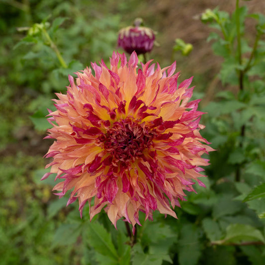 Myrtle's Folly Dahlia