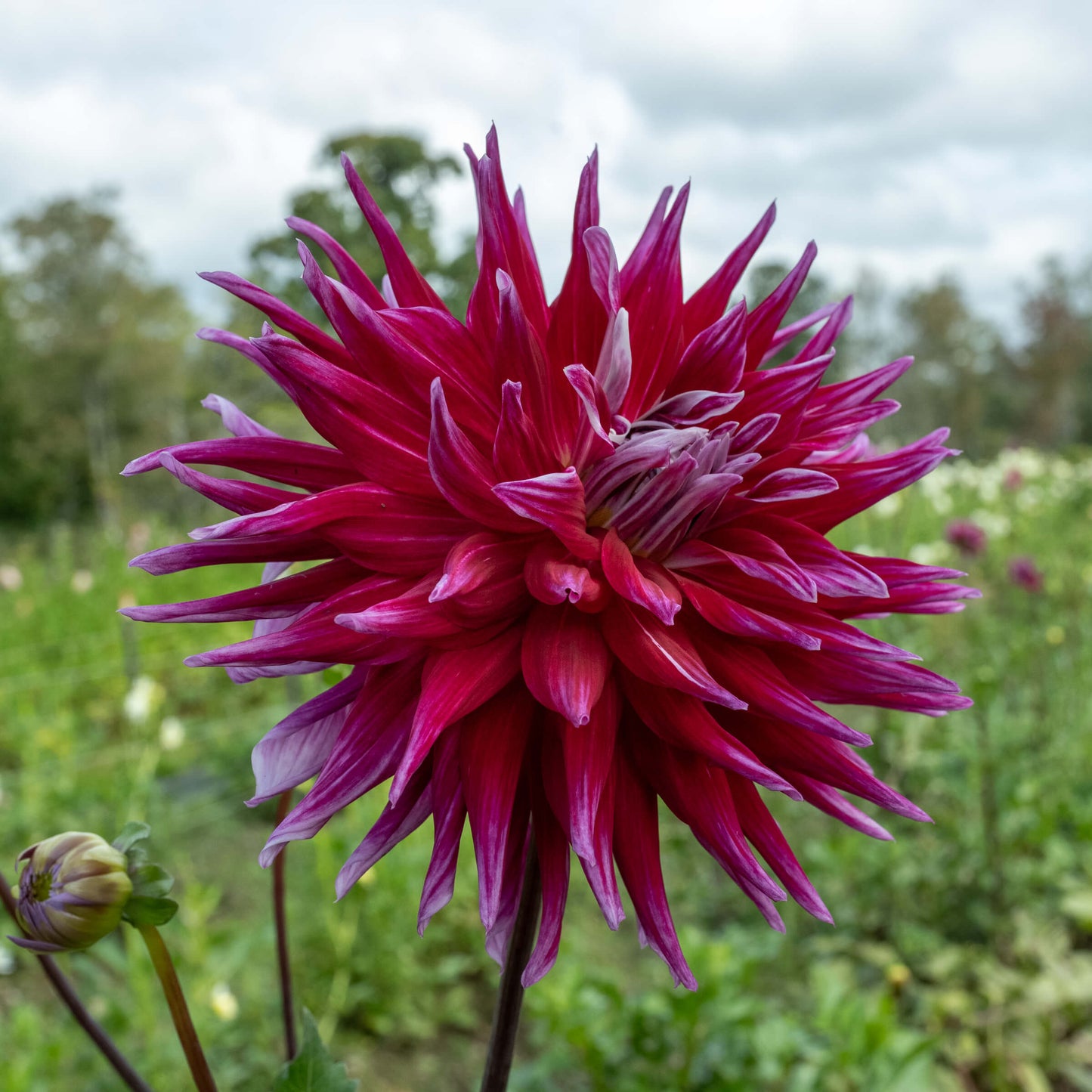 Grand Finale Dahlia