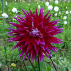 Grand Finale Dahlia