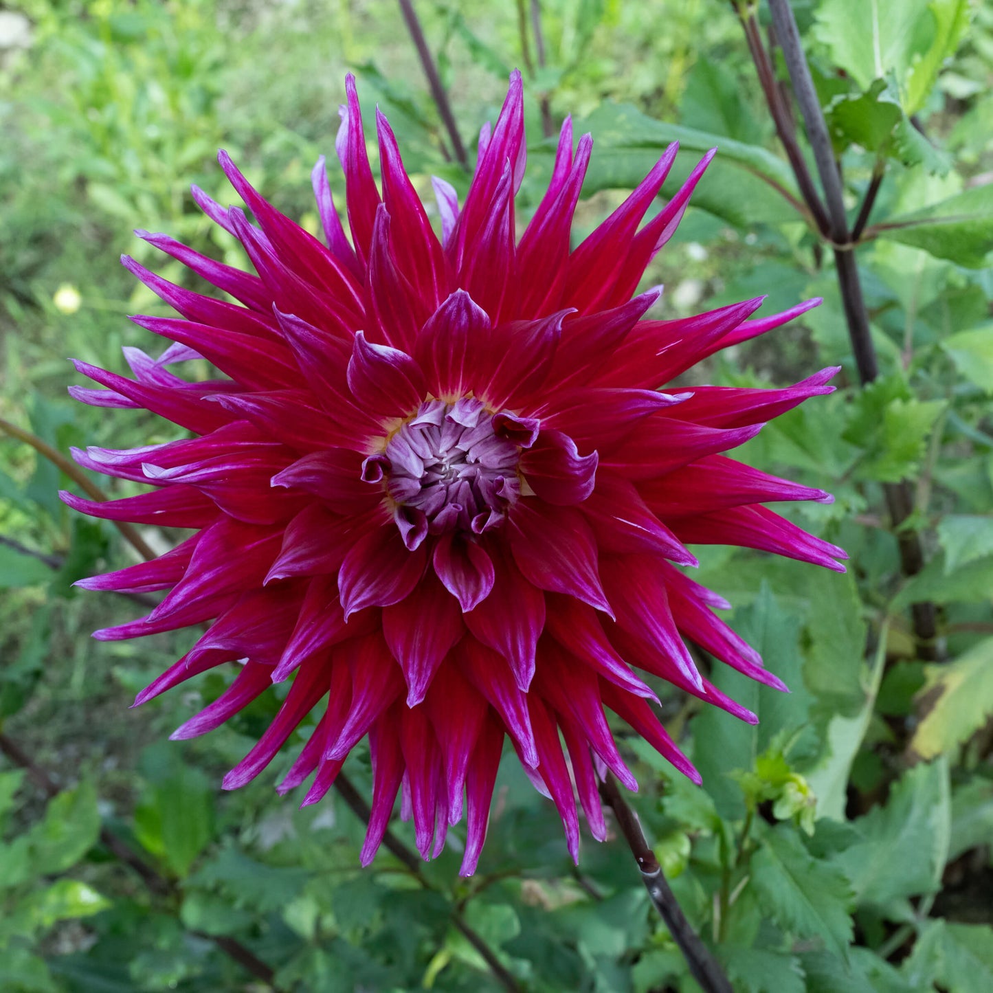 Grand Finale Dahlia