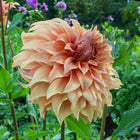 Hercules Dahlia