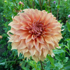 Hercules Dahlia