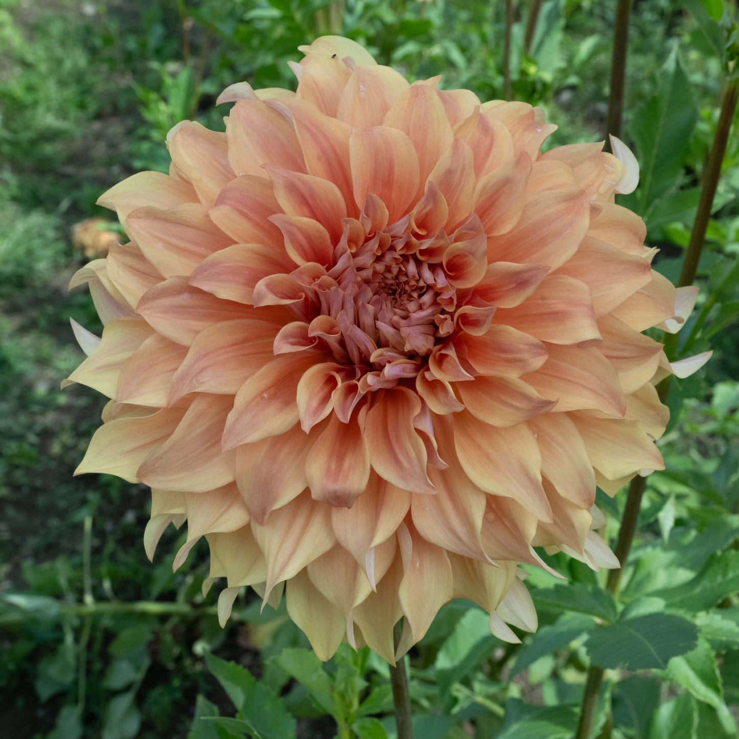 Hercules Dahlia