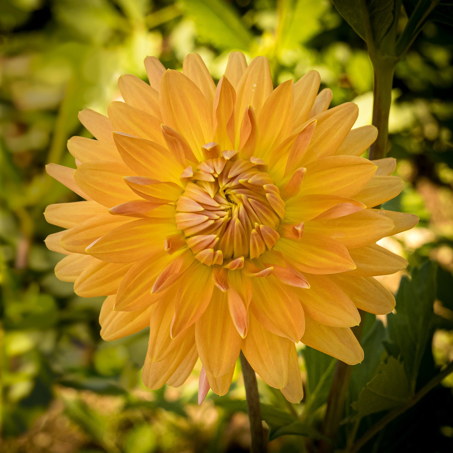 Hollyhill Jitterbug Dahlia