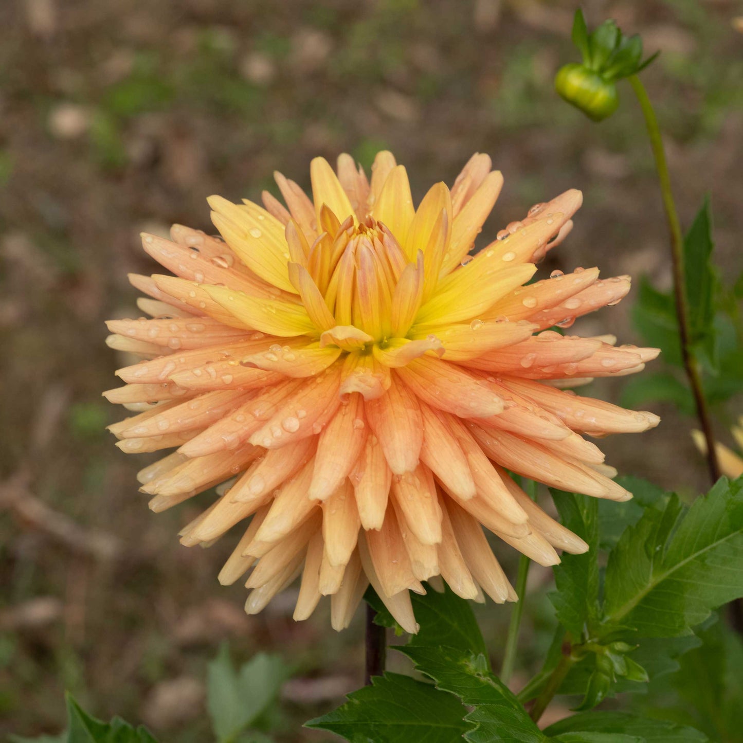 Hollyhill Jitterbug Dahlia