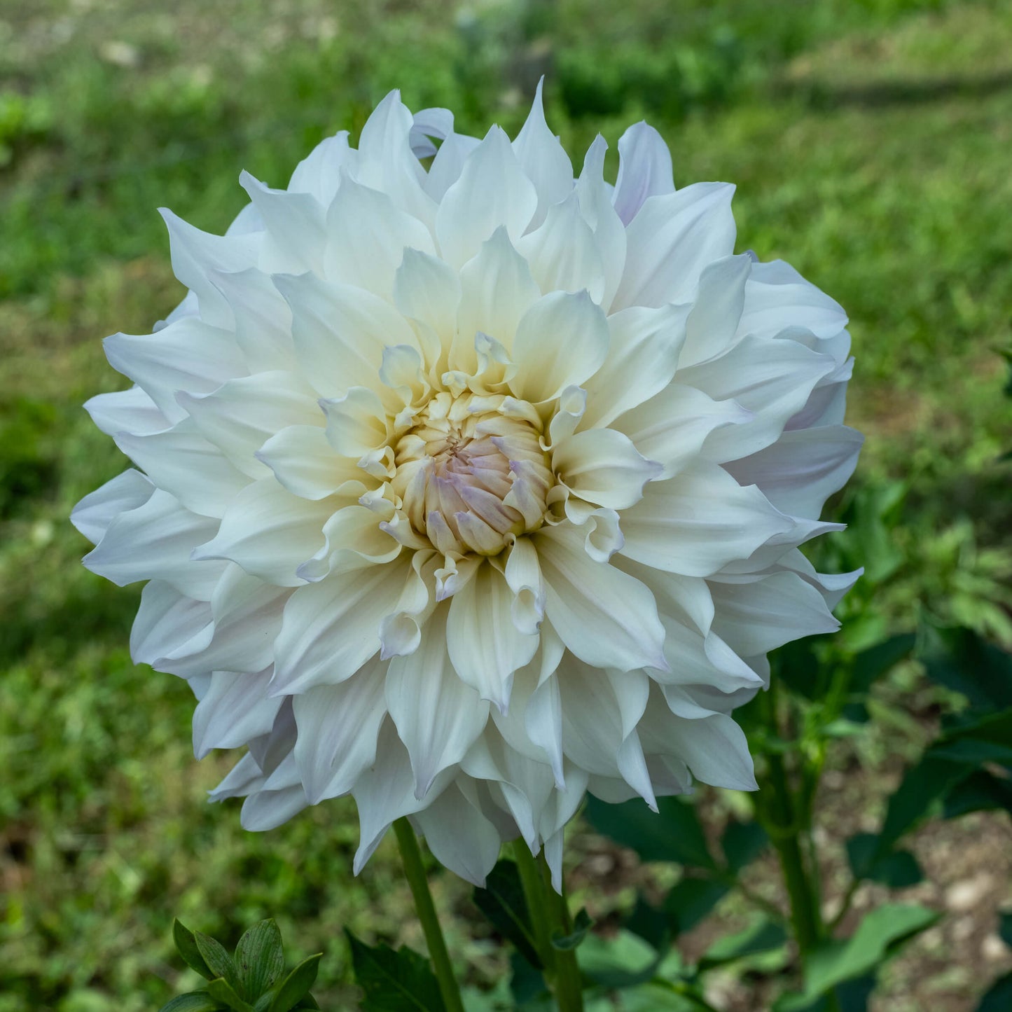 KA's®️ Chiffon Dahlia