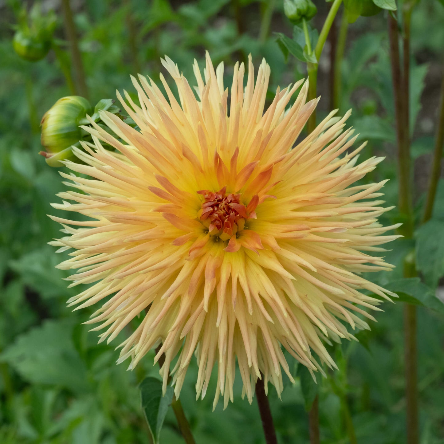 Kaiwera Gold Dahlia